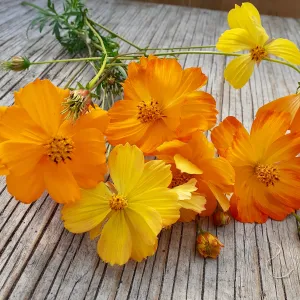 5 x Cosmos Sulfureux