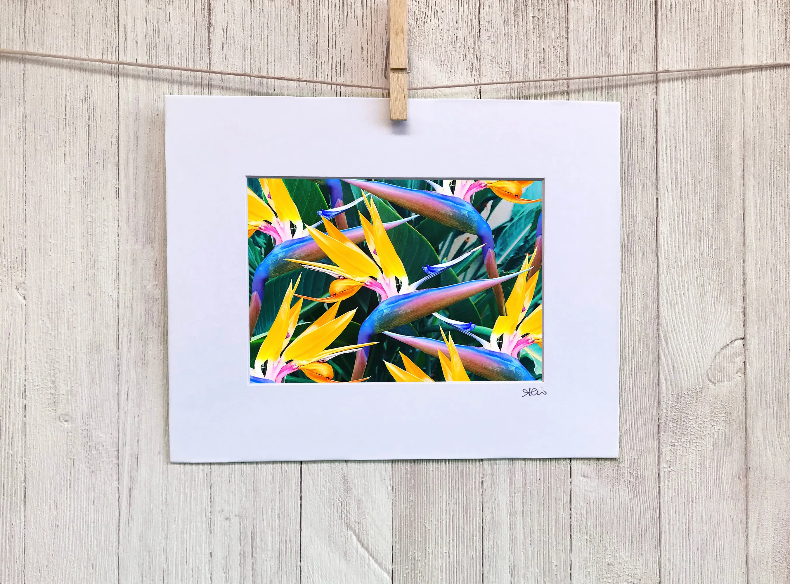 Bird of Paradise Wall Art