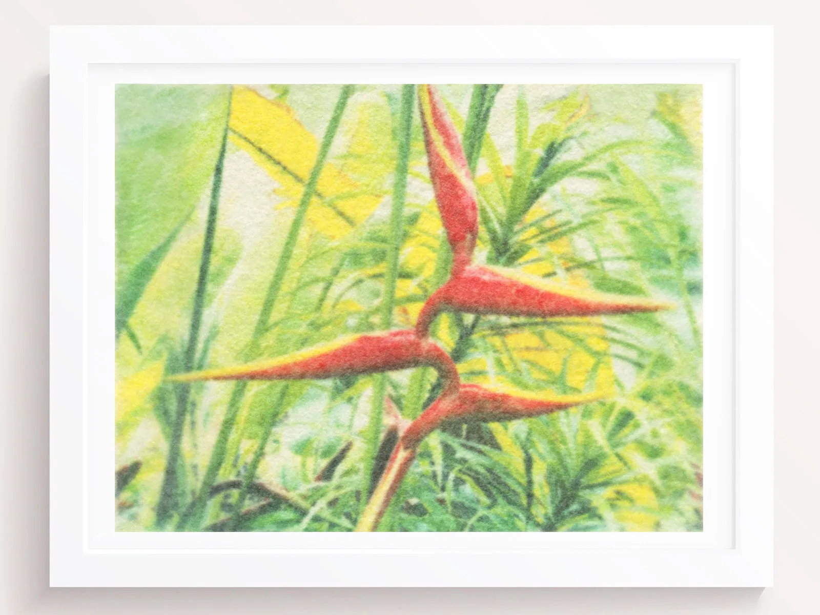 Birds of Paradise