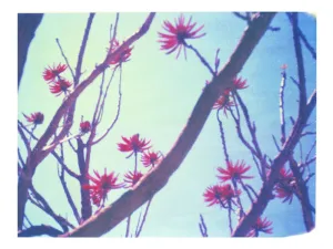 Blue, Red   Branches