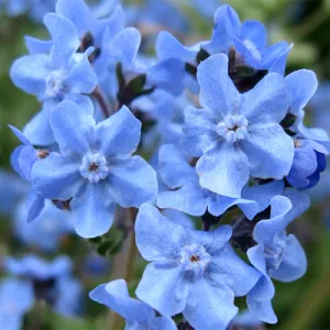 Forget-Me-Not, Chinese