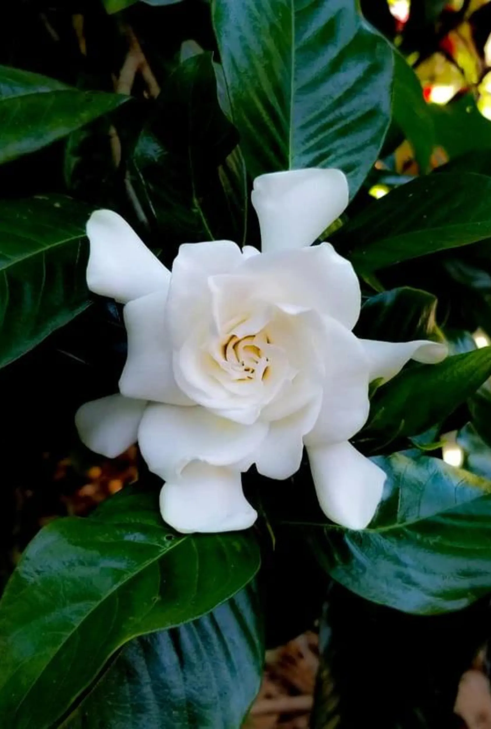 Gardenia   Wild Tuberose: Lemon Peel   Jasmine   Green Florals