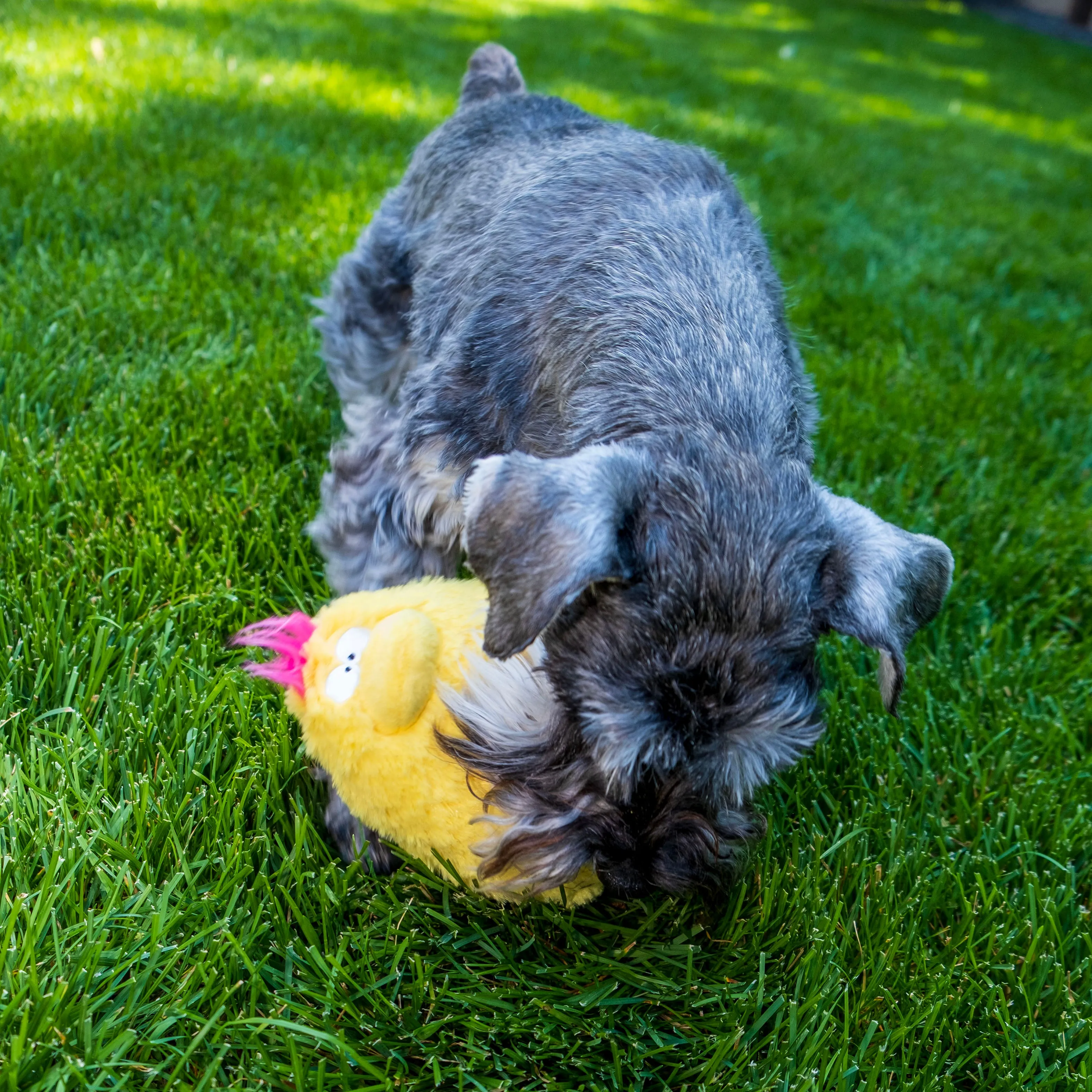 Gumdropimalz: Fun Dog Toy Grunters by DogGoods ™