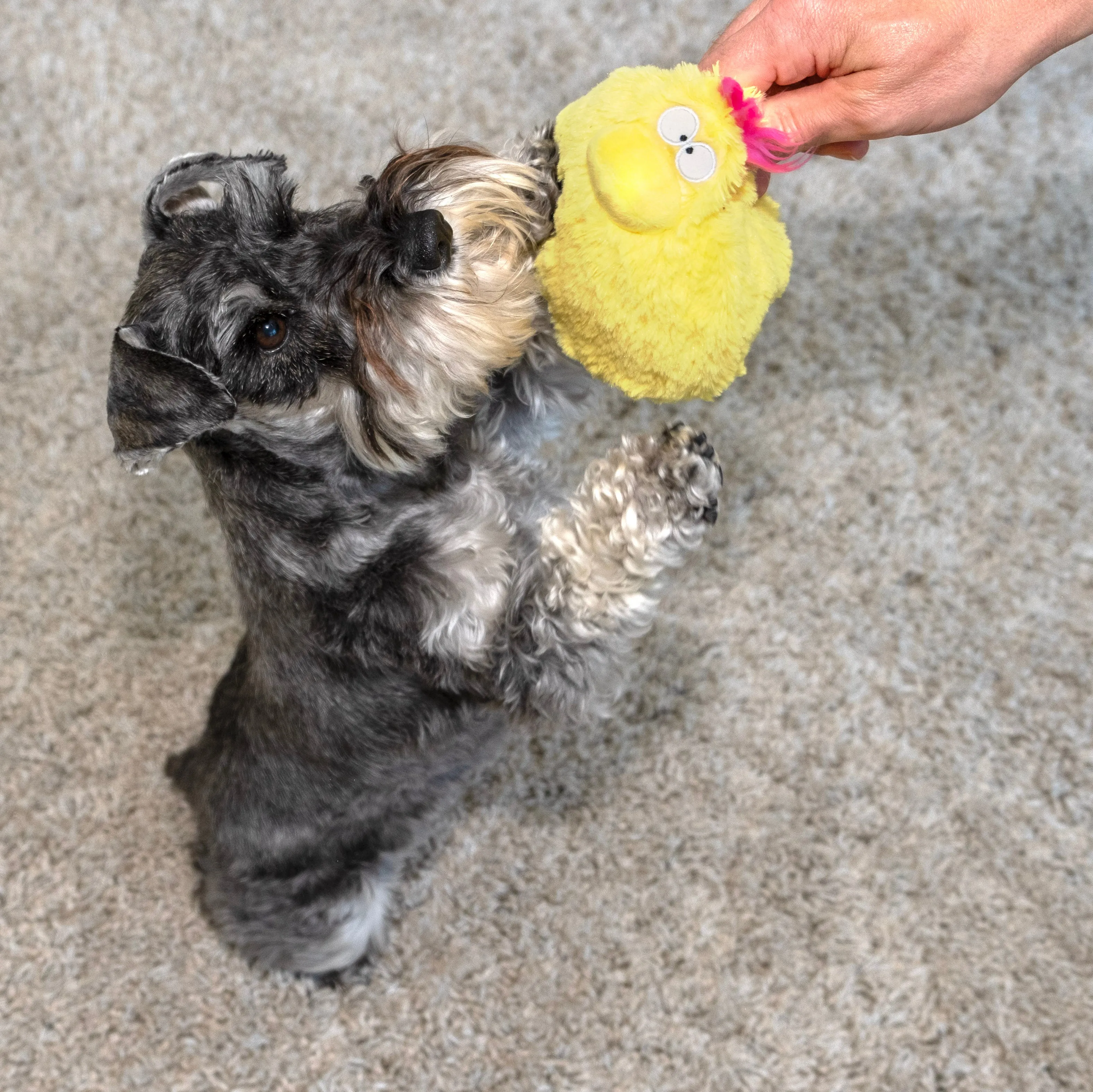 Gumdropimalz: Fun Dog Toy Grunters by DogGoods ™
