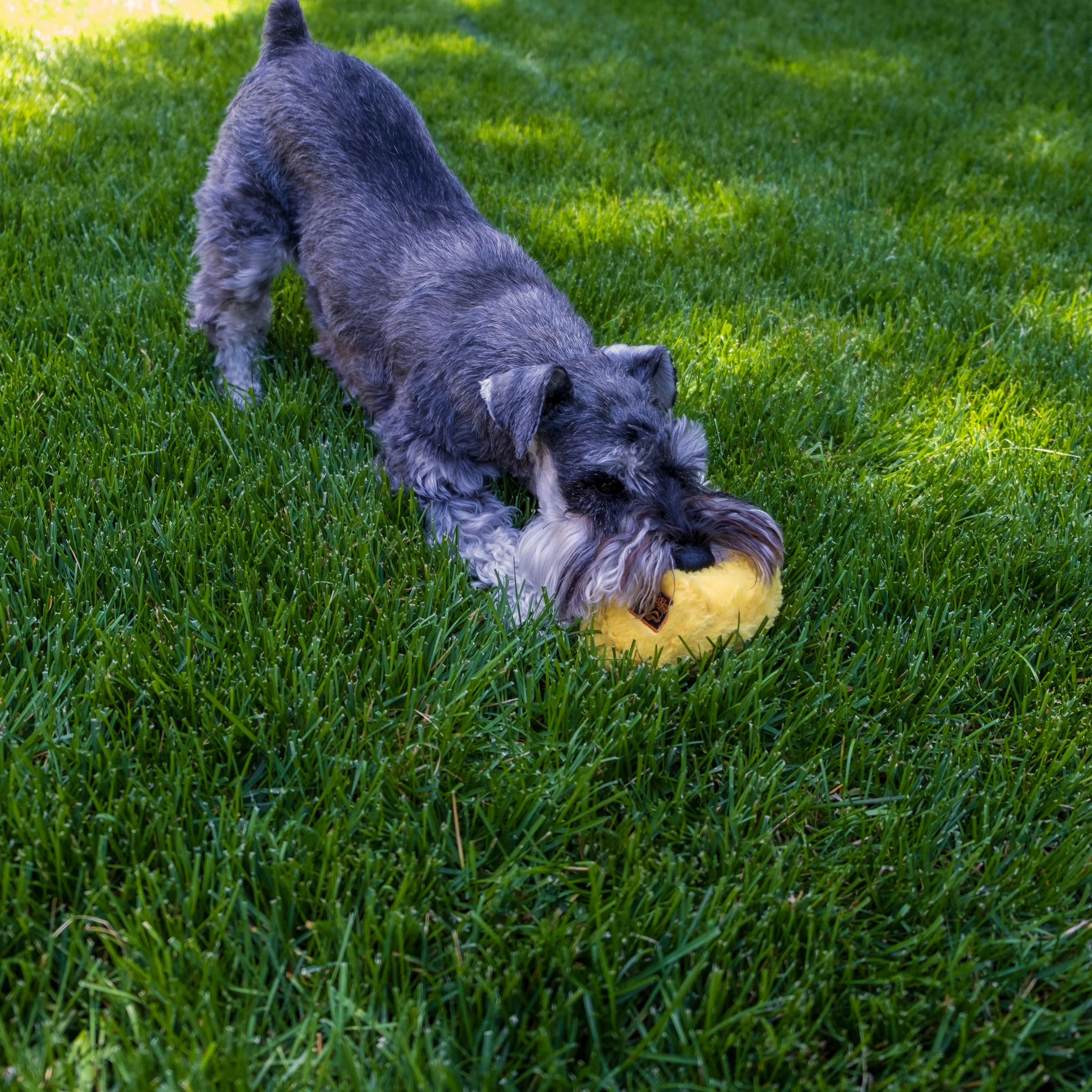 Gumdropimalz: Fun Dog Toy Grunters by DogGoods ™