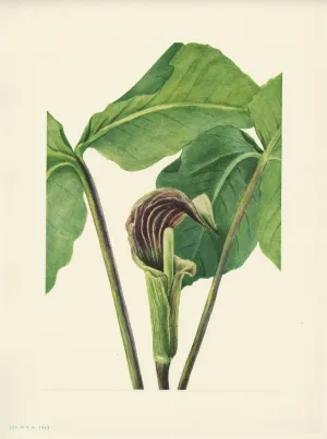 Jack in the Pulpit