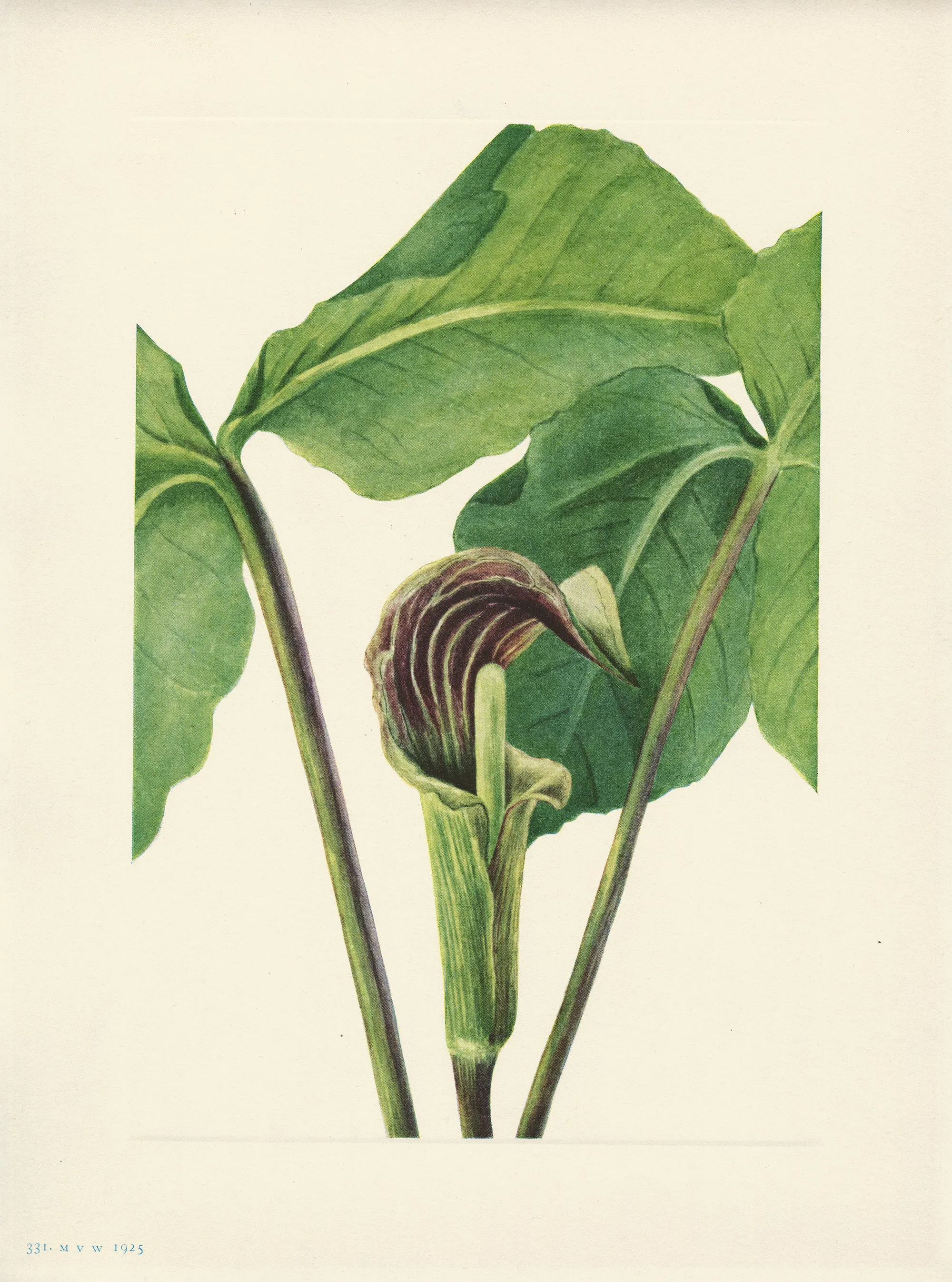 Jack in the Pulpit
