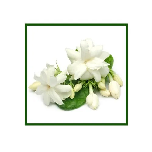 Jasmine Absolute Oil