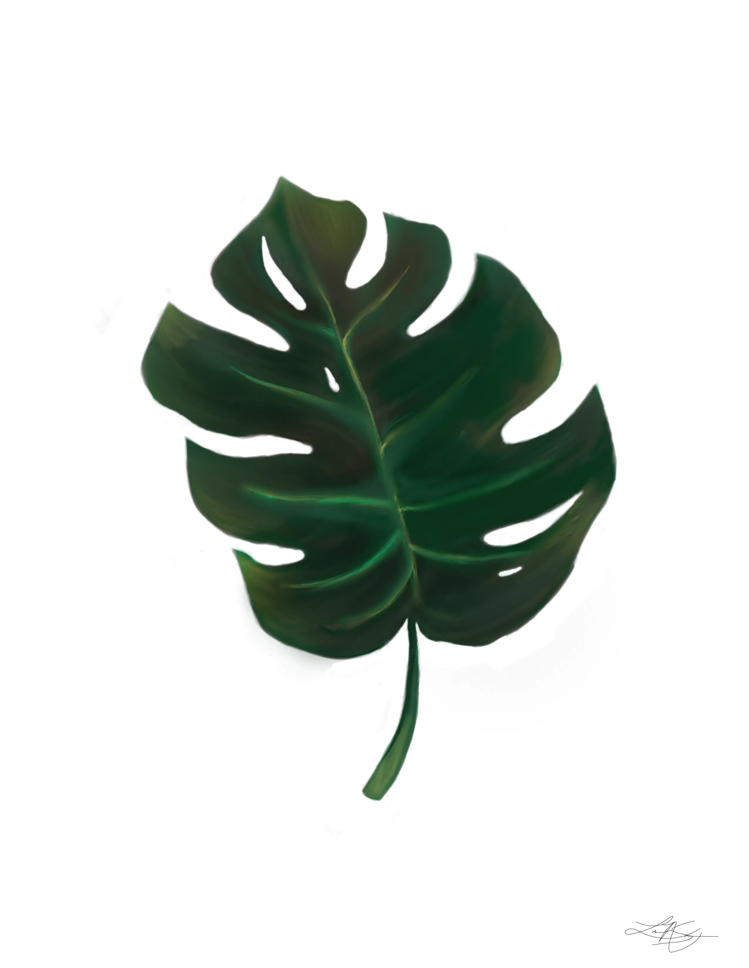 Monstera Leaf