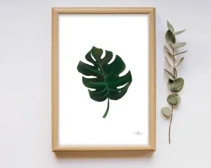 Monstera Leaf