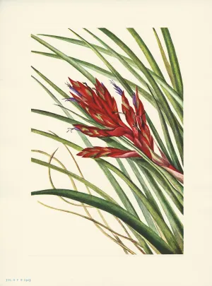Quill- Leaf Tillandsia