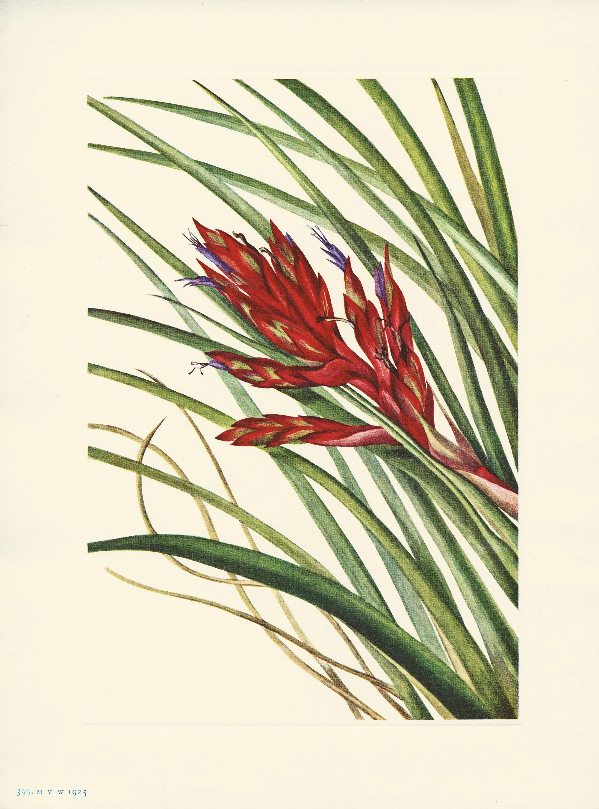 Quill- Leaf Tillandsia