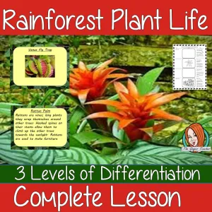 Rainforest Plants Lesson
