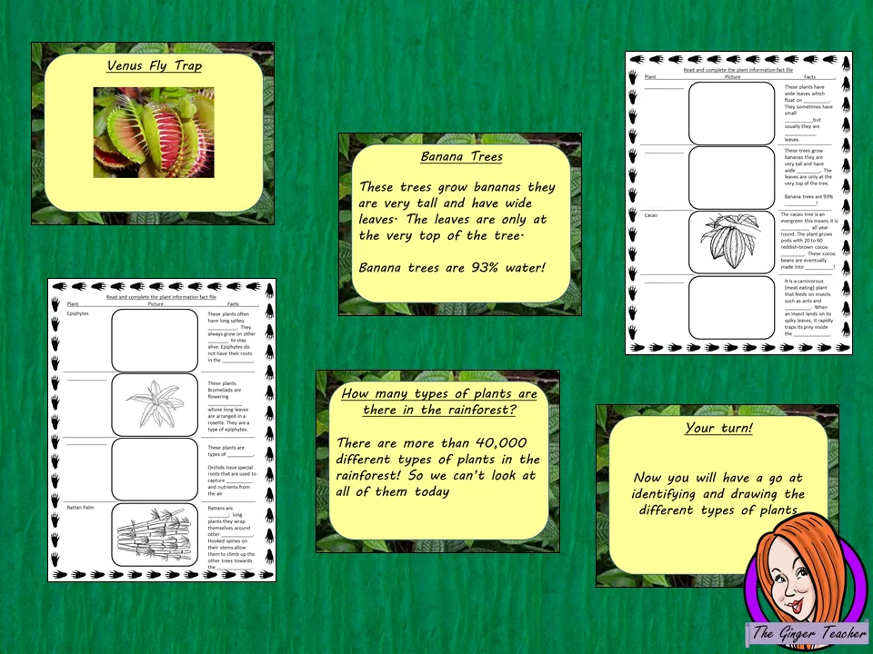 Rainforest Plants Lesson