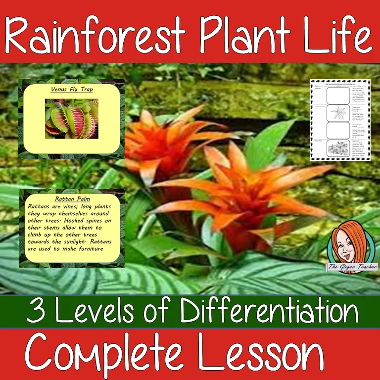 Rainforest Plants Lesson