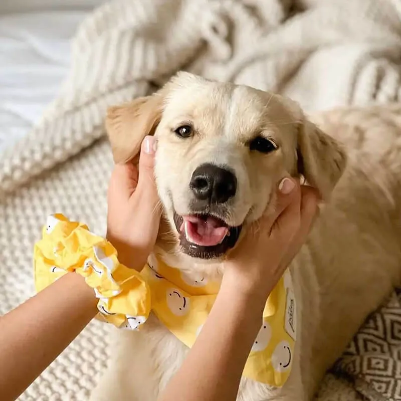 The Paws Fun Scrunchies - Friends