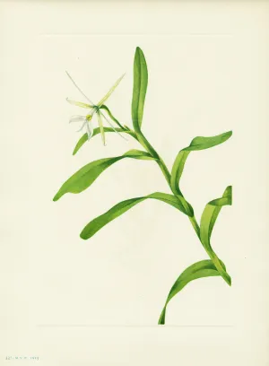 White Epidendrum