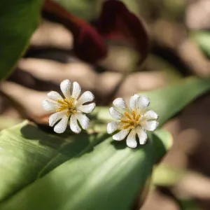 Wild Flower Stud Earrings