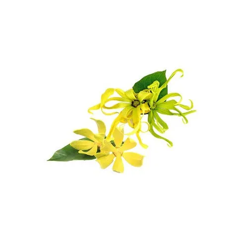 Ylang Ylang Organic Essential Oil Complete